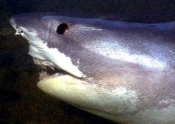 Galeocerdo cuvier_020.jpg